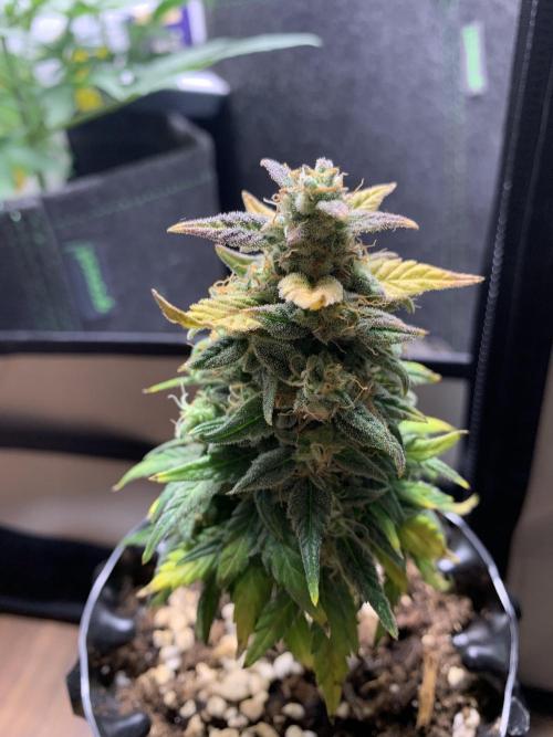 Monster Dwarf Auto Pikendi Micro Grow. Week 9