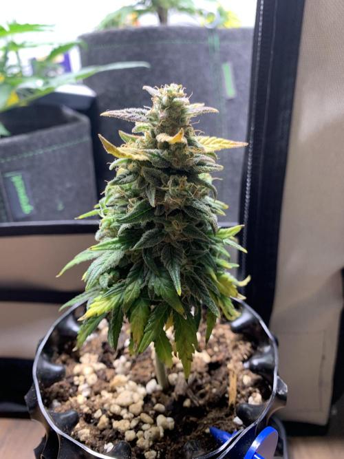 Monster Dwarf Auto Pikendi Micro Grow. Week 9