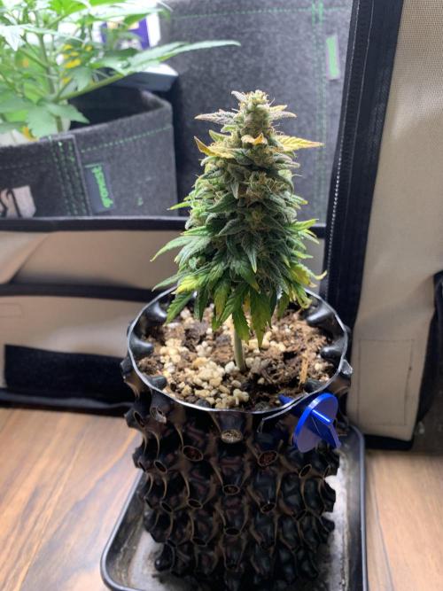 Monster Dwarf Auto Pikendi Micro Grow. Week 9