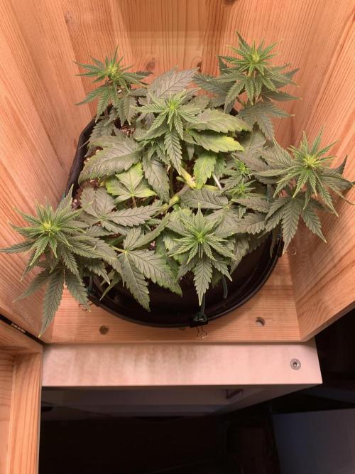 Pink Rozay Pikendi Micro Grow. Week 5