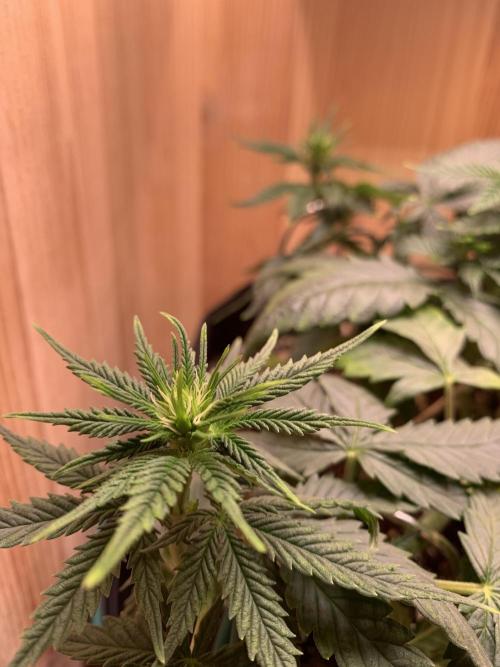 Pink Rozay Pikendi Micro Grow. Week 5