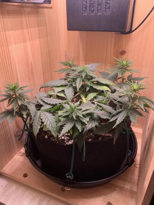 Pink Rozay Pikendi Micro Grow. Week 5