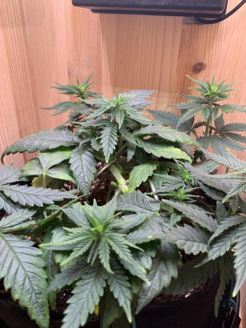 Pink Rozay Pikendi Micro Grow. Week 5