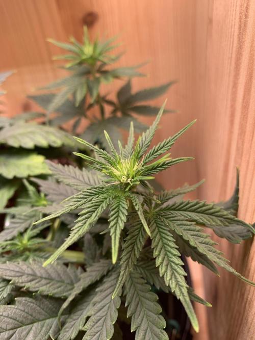 Pink Rozay Pikendi Micro Grow. Week 5