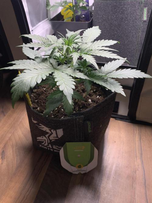 Royal Creamatic mini grow. Week 3