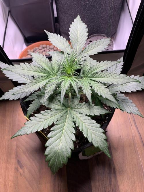 Royal Creamatic mini grow. Week 3