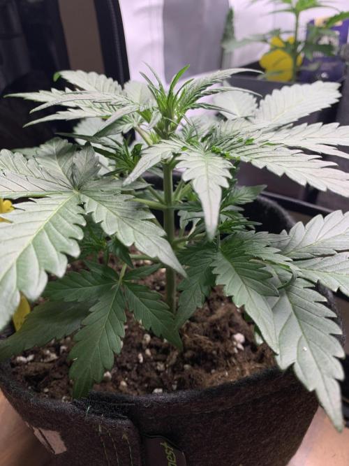 Royal Creamatic mini grow. Week 3