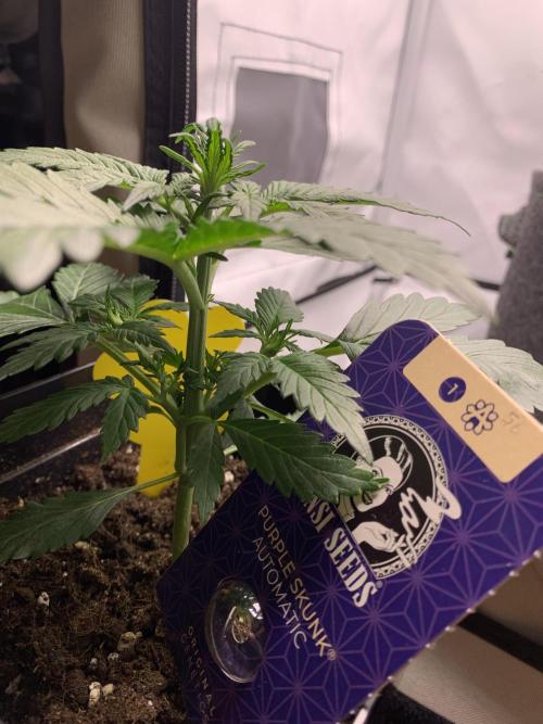 Purple Skunk Automatic Mini Grow. Week 3