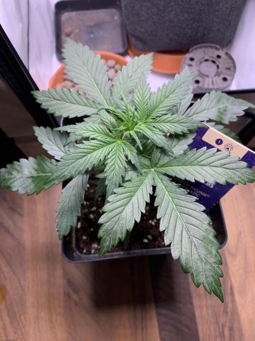 Purple Skunk Automatic Mini Grow. Week 3