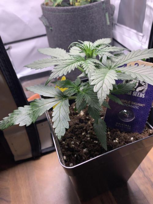Purple Skunk Automatic Mini Grow. Week 3