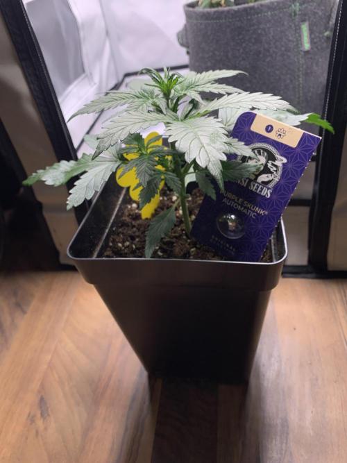 Purple Skunk Automatic Mini Grow. Week 3