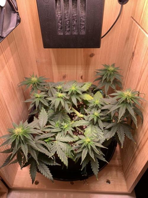 Pink Rozay Pikendi Micro Grow. Week 6