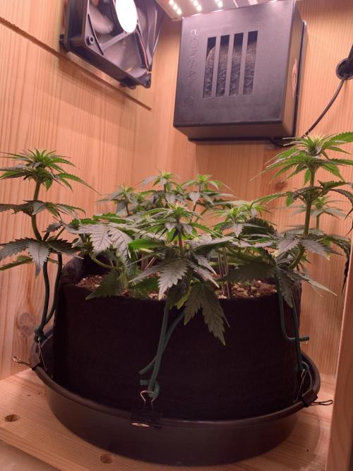 Pink Rozay Pikendi Micro Grow. Week 6