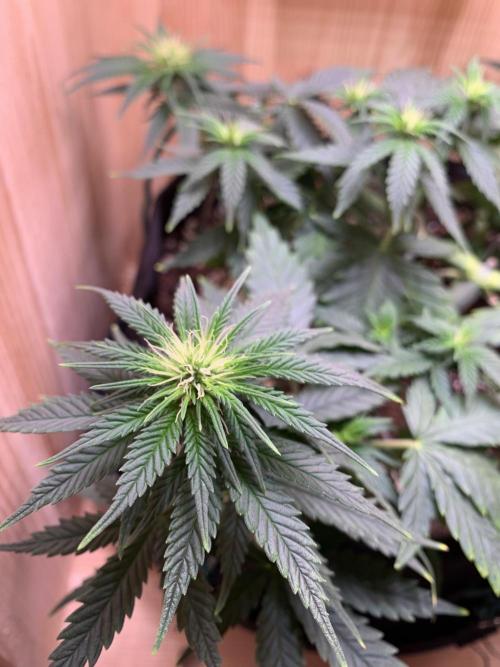 Pink Rozay Pikendi Micro Grow. Week 6