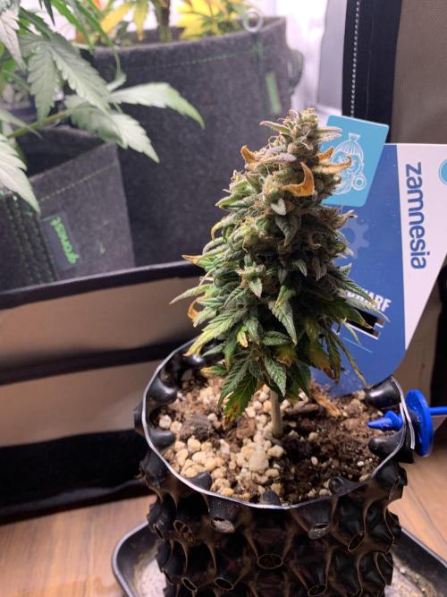 Monster Dwarf Auto Pikendi Micro Grow. Week 10