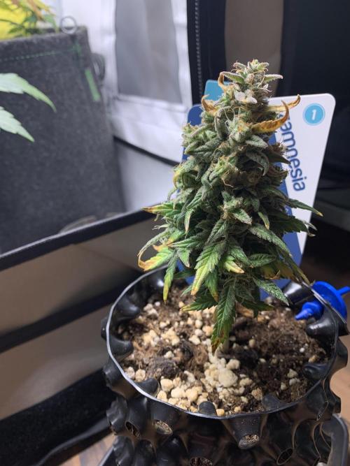 Monster Dwarf Auto Pikendi Micro Grow. Week 10