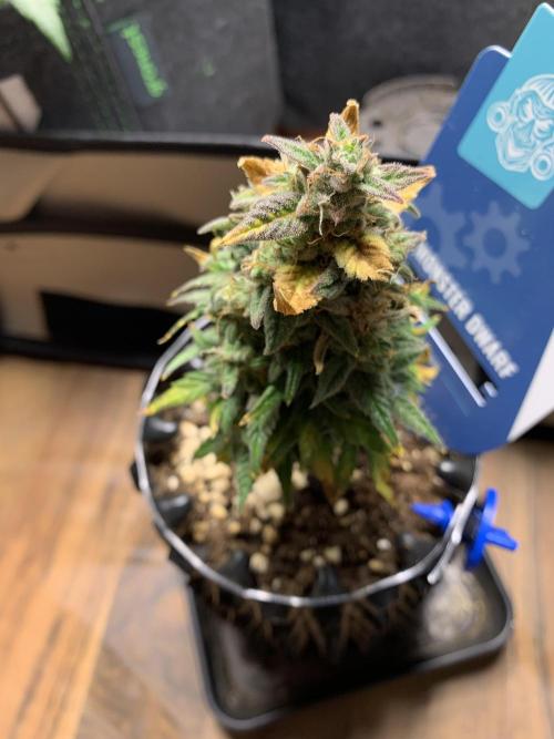 Monster Dwarf Auto Pikendi Micro Grow. Week 10