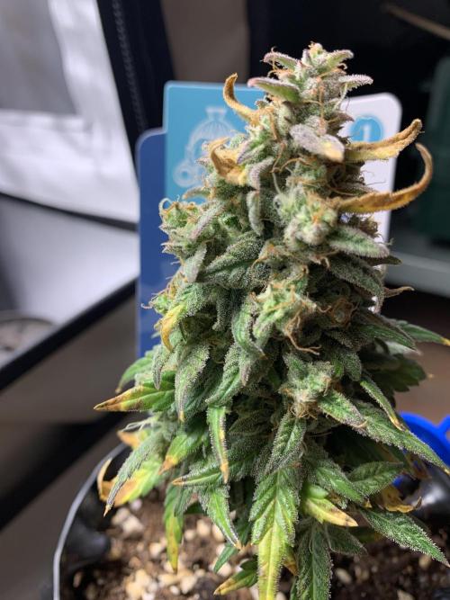 Monster Dwarf Auto Pikendi Micro Grow. Week 10