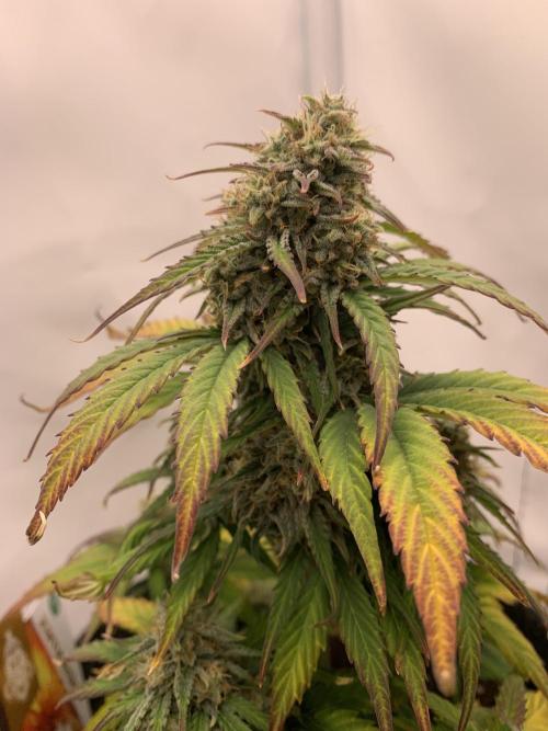 Pineapple Express F1 Zamnesia mini grow. Week 8