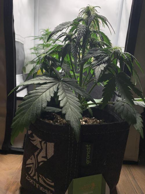 Royal Creamatic mini grow. Week 4