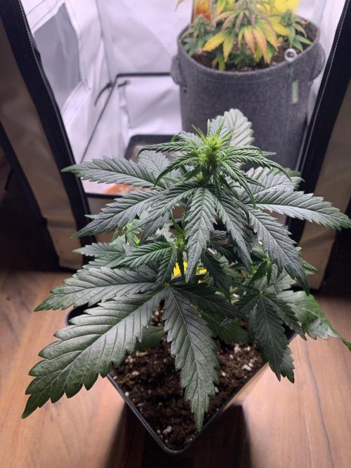 Purple Skunk Automatic Mini Grow. Week 4