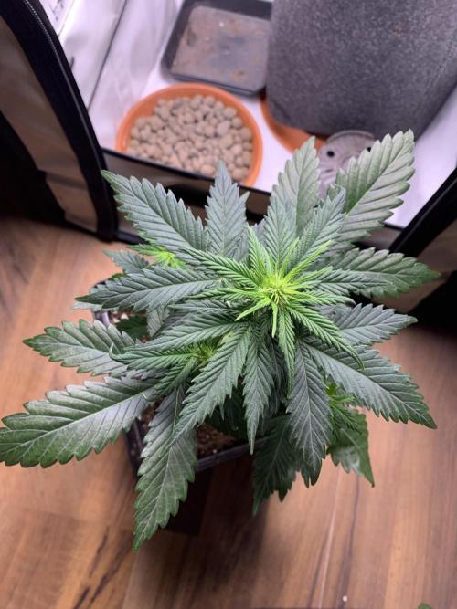 Purple Skunk Automatic Mini Grow. Week 4