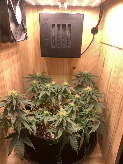 Pink Rozay Pikendi Micro Grow. Week 7