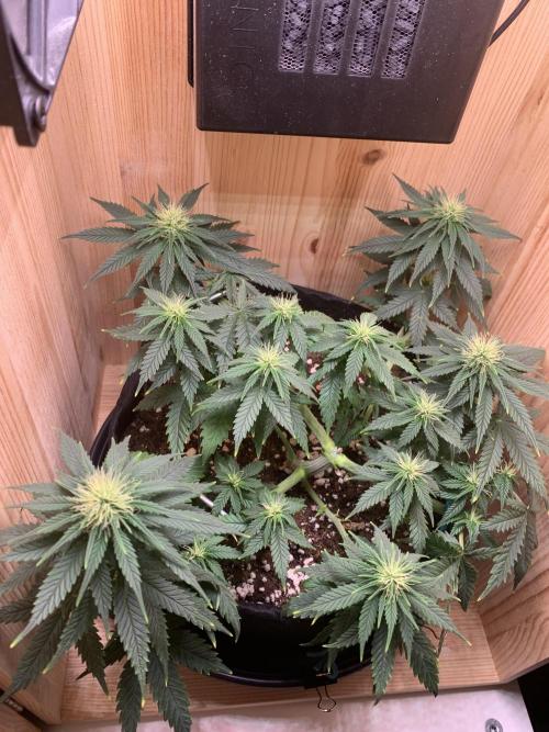 Pink Rozay Pikendi Micro Grow. Week 7