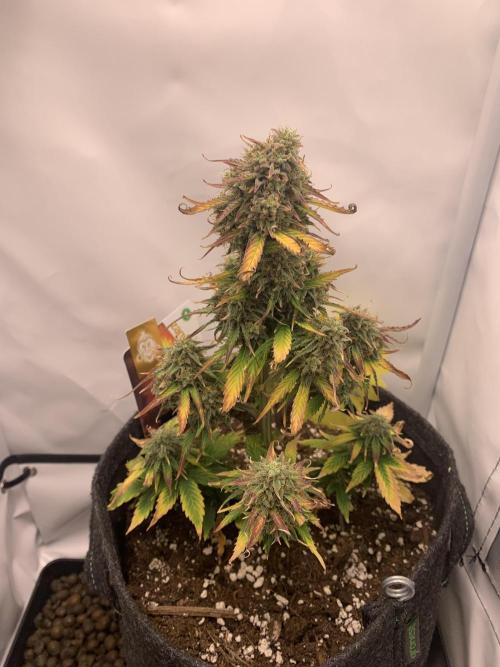 Pineapple Express F1 Zamnesia mini grow. Week 9