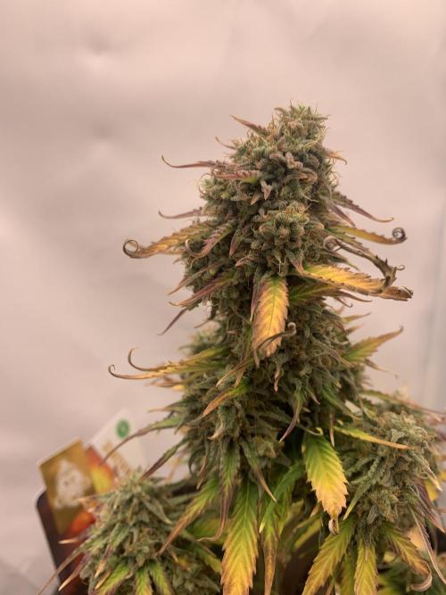 Pineapple Express F1 Zamnesia mini grow. Week 9