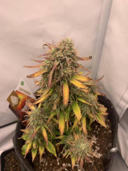 Pineapple Express F1 Zamnesia mini grow. Week 9