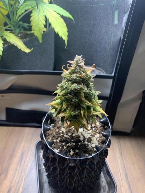 Monster Dwarf Auto Pikendi Micro Grow. Week 11