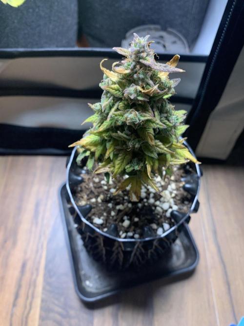 Monster Dwarf Auto Pikendi Micro Grow. Week 11