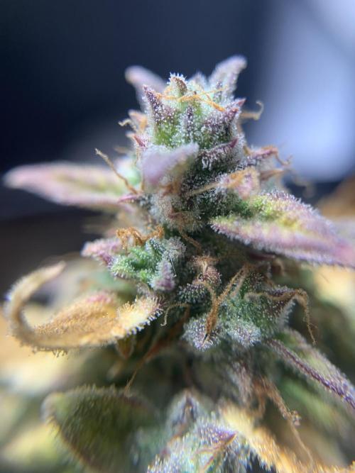 Monster Dwarf Auto Pikendi Micro Grow. Week 11