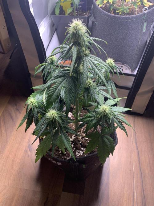 Royal Creamatic mini grow. Week 5