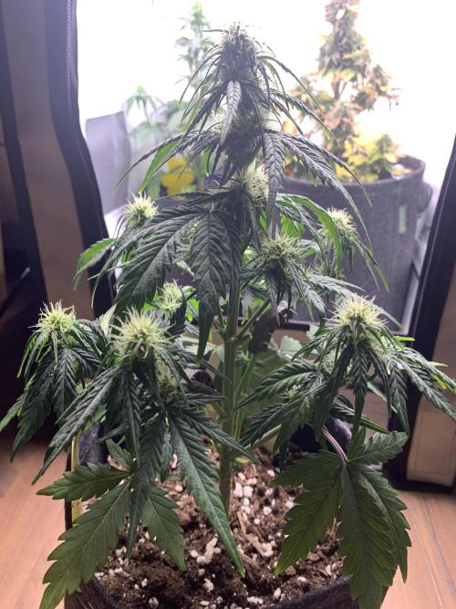 Royal Creamatic mini grow. Week 5