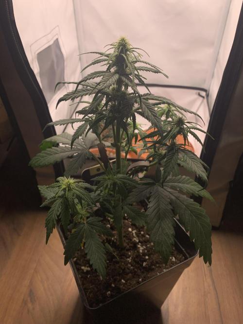 Purple Skunk Automatic Mini Grow. Week 5