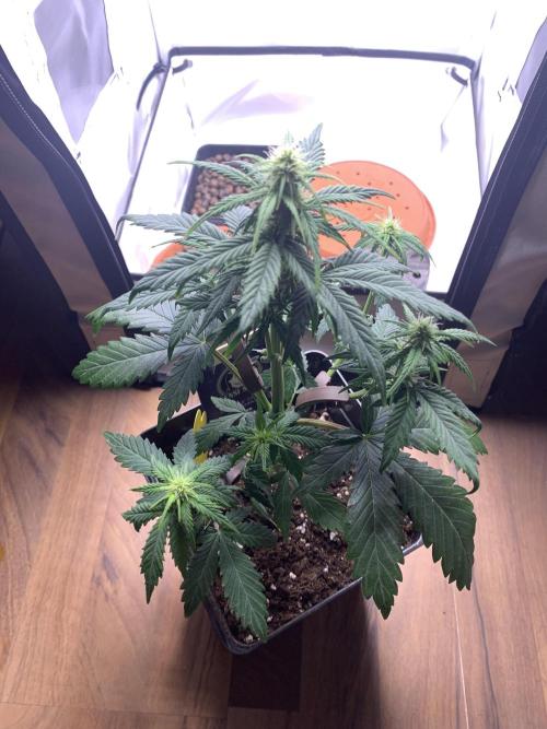 Purple Skunk Automatic Mini Grow. Week 5