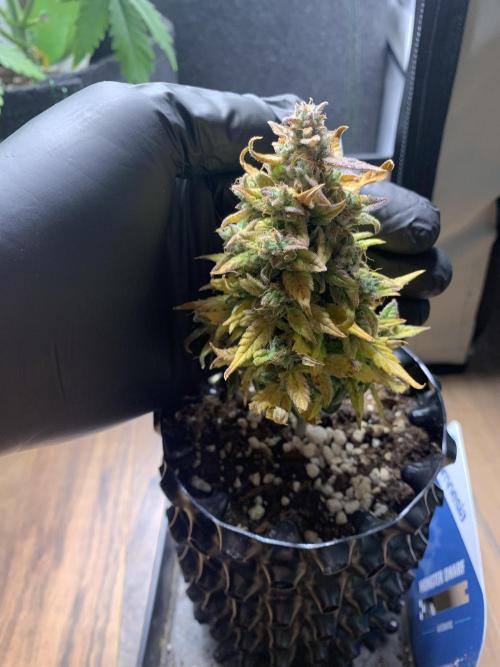 Monster Dwarf Auto Pikendi Micro Grow. Week 12