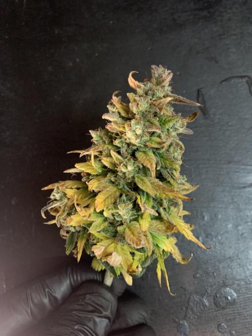 Monster Dwarf Auto Pikendi Micro Grow. Week 12