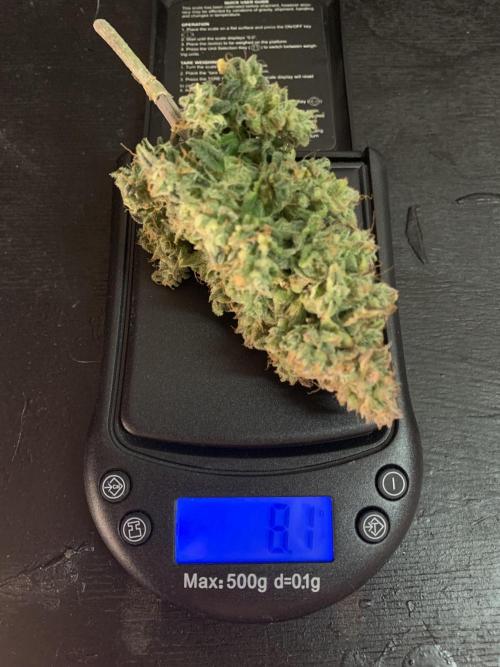 Monster Dwarf Auto Pikendi Micro Grow. Week 12