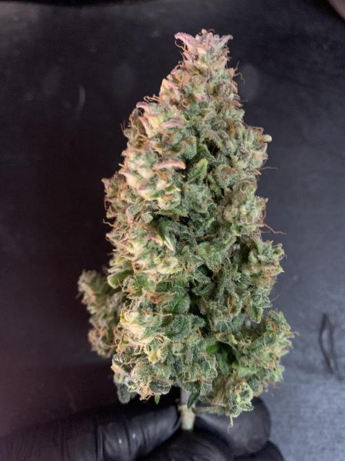 Monster Dwarf Auto Pikendi Micro Grow. Week 12