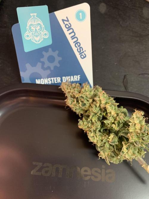 Monster Dwarf Auto Pikendi Micro Grow. Week 12