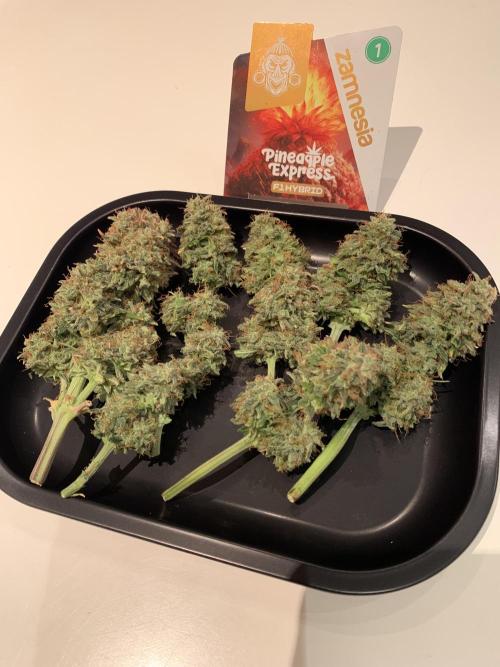 Pineapple Express F1 Zamnesia mini grow. Week 10