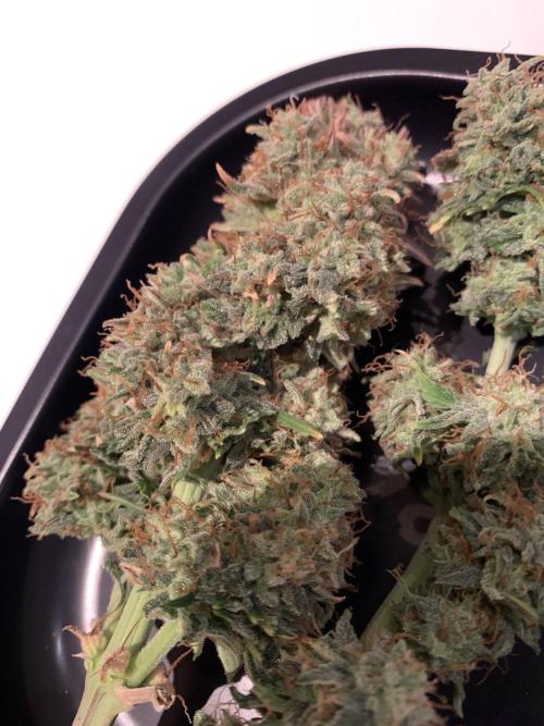 Pineapple Express F1 Zamnesia mini grow. Week 10