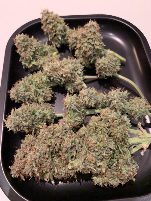 Pineapple Express F1 Zamnesia mini grow. Week 10