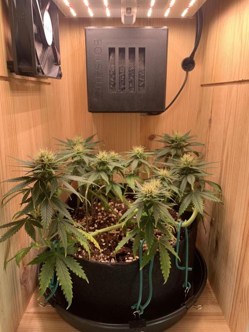 Pink Rozay Pikendi Micro Grow. Week 8