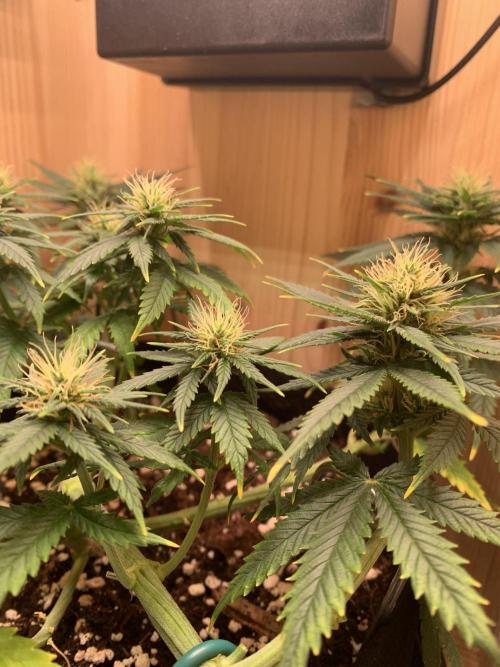 Pink Rozay Pikendi Micro Grow. Week 8