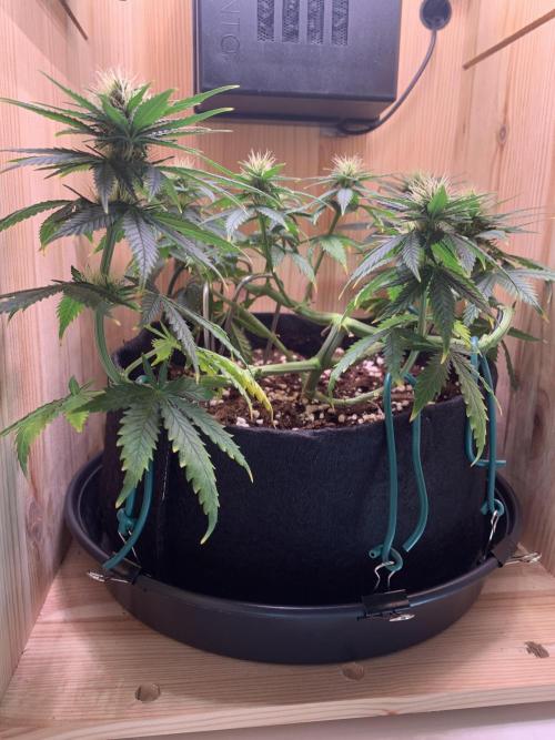 Pink Rozay Pikendi Micro Grow. Week 8