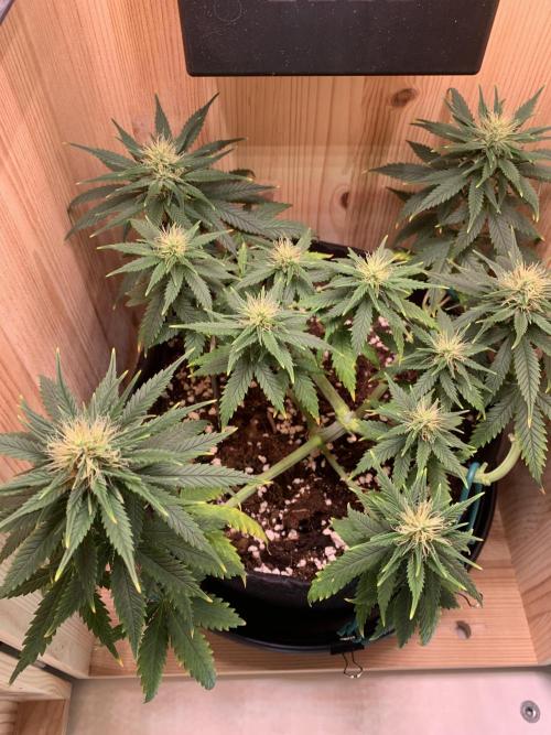 Pink Rozay Pikendi Micro Grow. Week 8